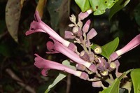 Amphilophium pulverulentum