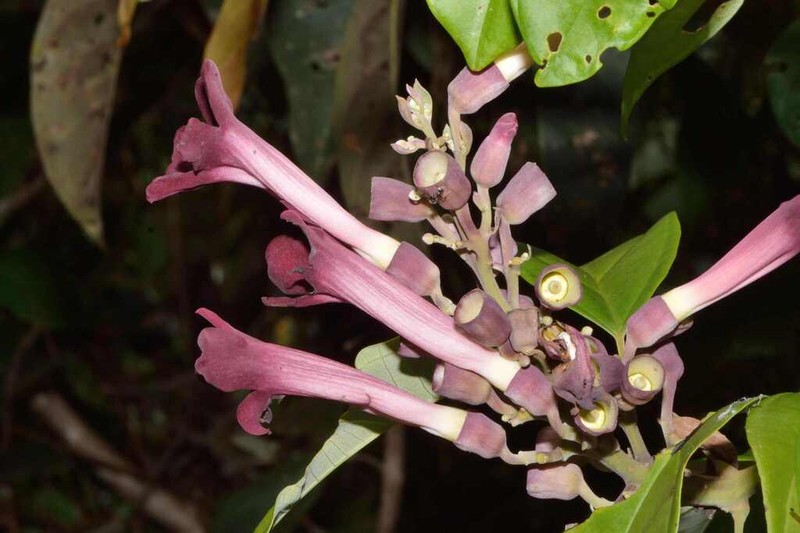 Amphilophium pulverulentum