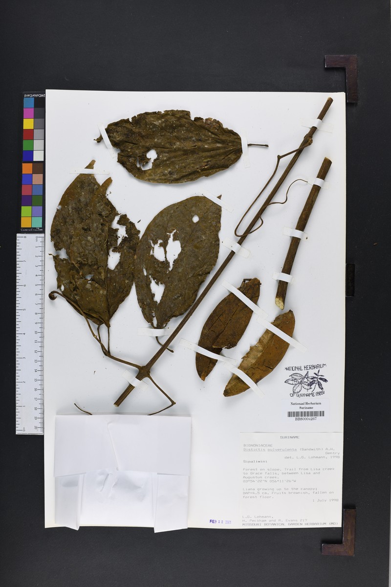 Amphilophium pulverulentum photo 3