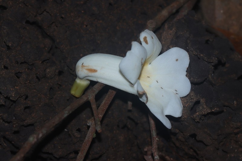 Amphilophium racemosum