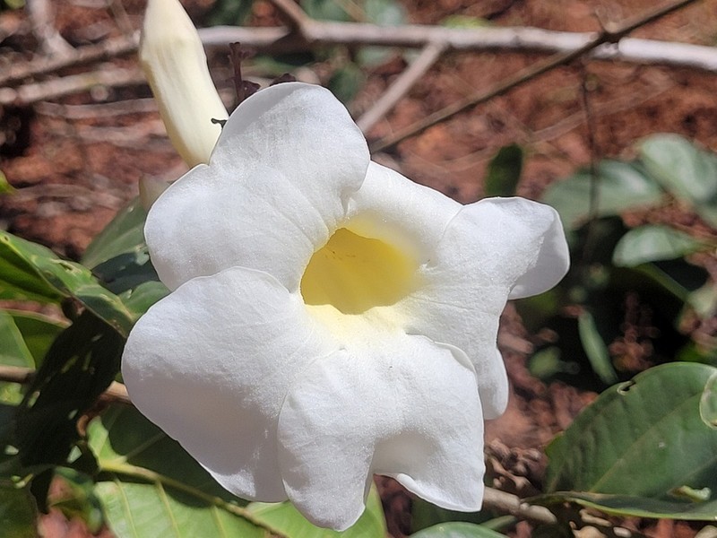 Amphilophium racemosum photo 3