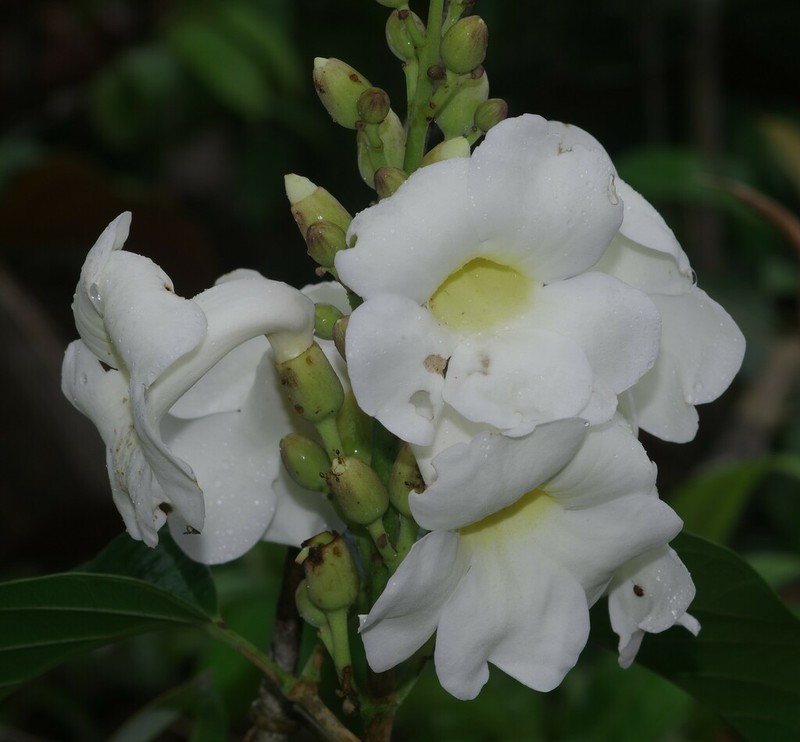 Amphilophium racemosum photo 4