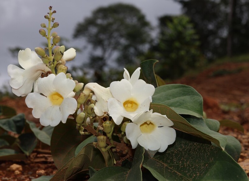 Amphilophium racemosum photo 5