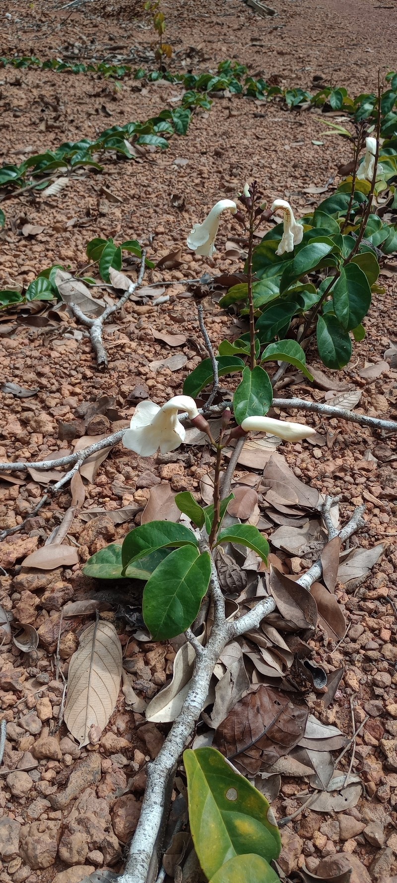 Amphilophium racemosum photo 6