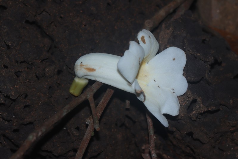 Amphilophium racemosum photo 8