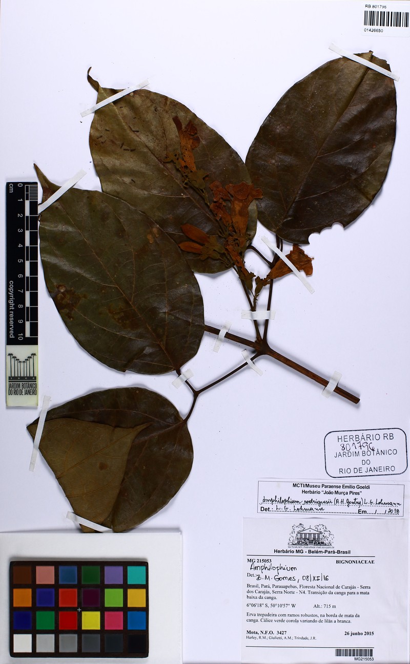 Amphilophium rodriguesii