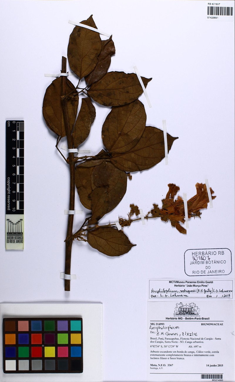 Amphilophium rodriguesii photo 2