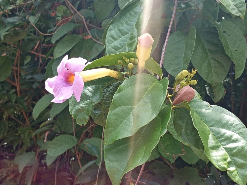 Amphilophium scabriusculum