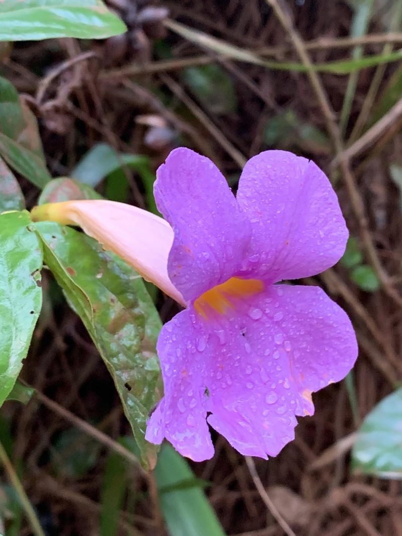 Amphilophium scabriusculum photo 2