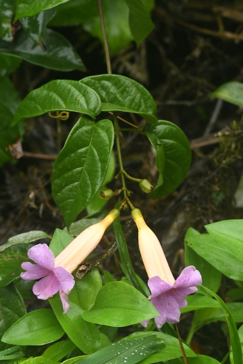 Amphilophium scabriusculum photo 3