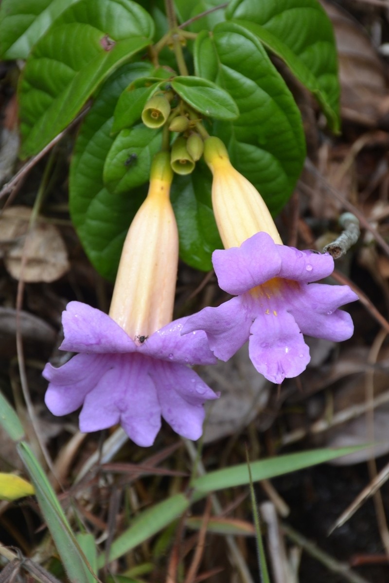 Amphilophium scabriusculum photo 4