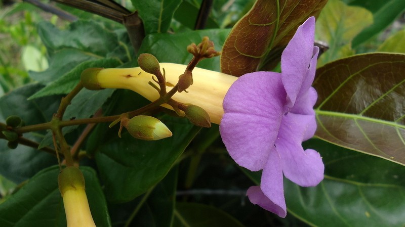 Amphilophium scabriusculum photo 6