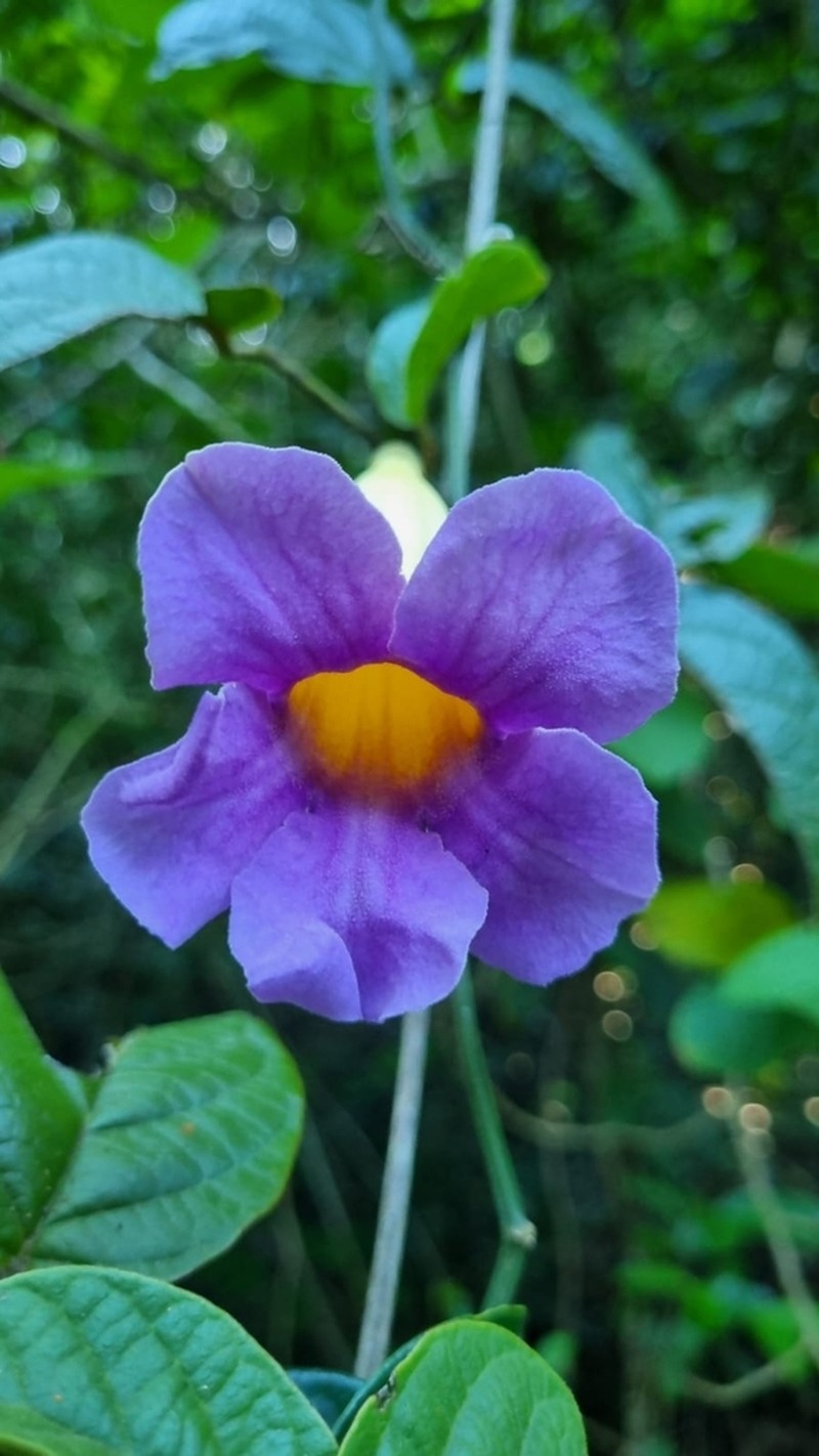 Amphilophium scabriusculum photo 7