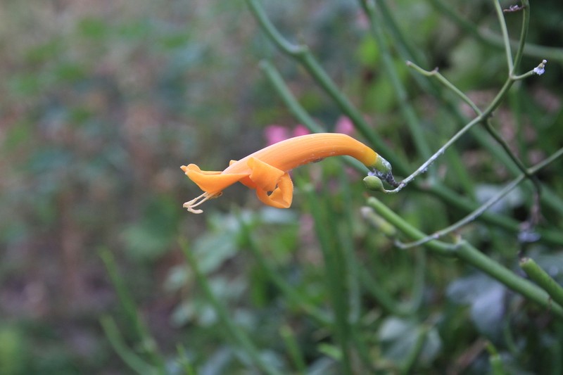 Amphilophium stamineum photo 2