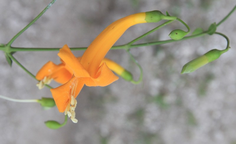 Amphilophium stamineum photo 3
