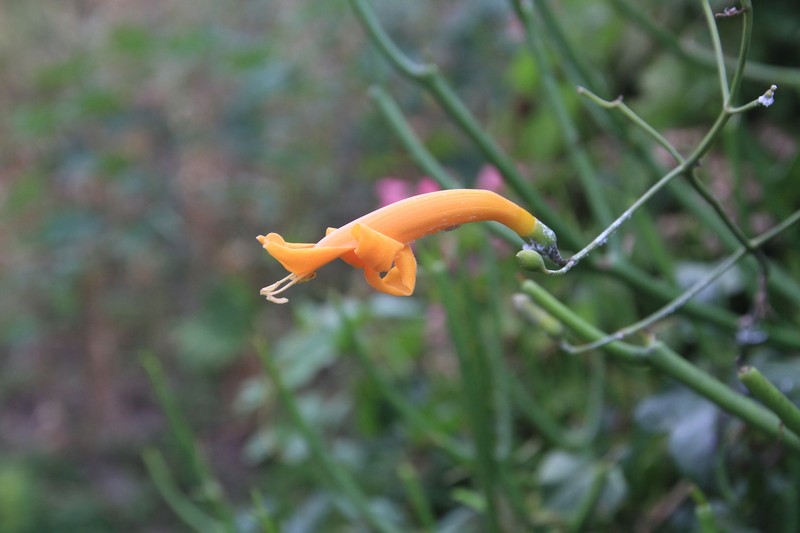 Amphilophium stamineum photo 4