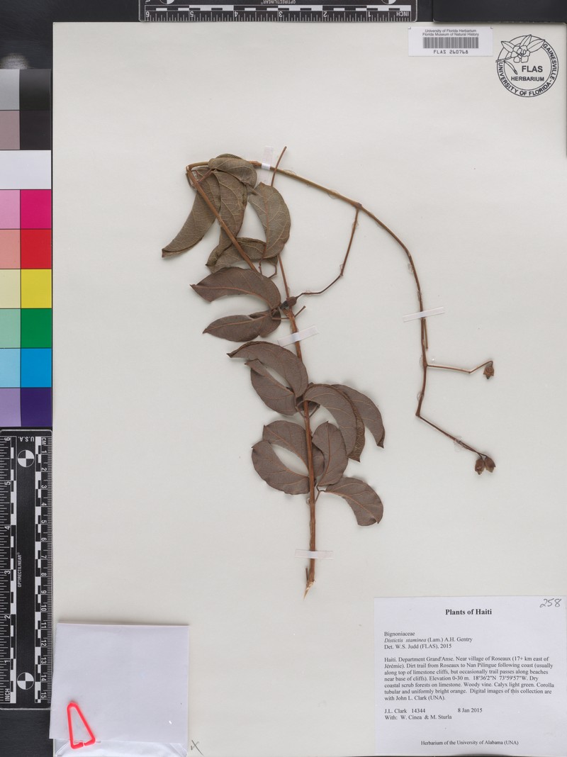 Amphilophium stamineum photo 5