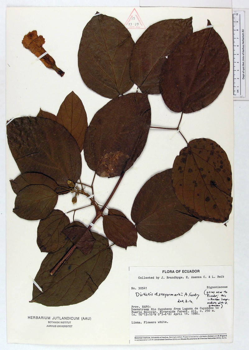 Amphilophium steyermarkii