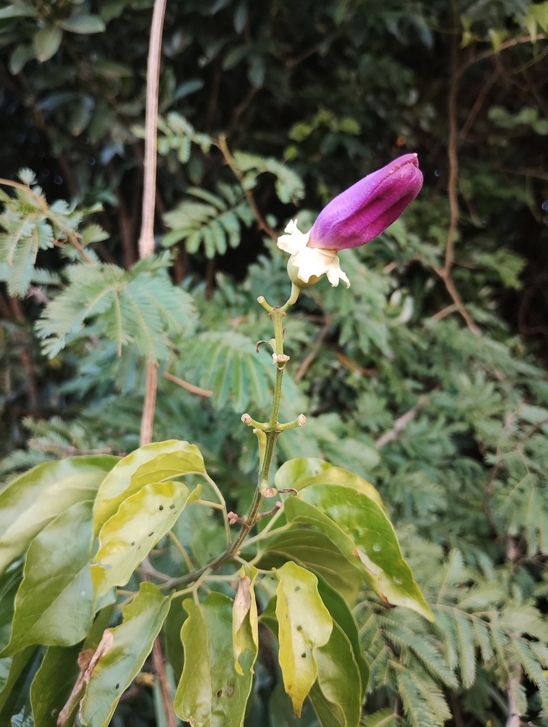 Amphilophium vauthieri photo 2