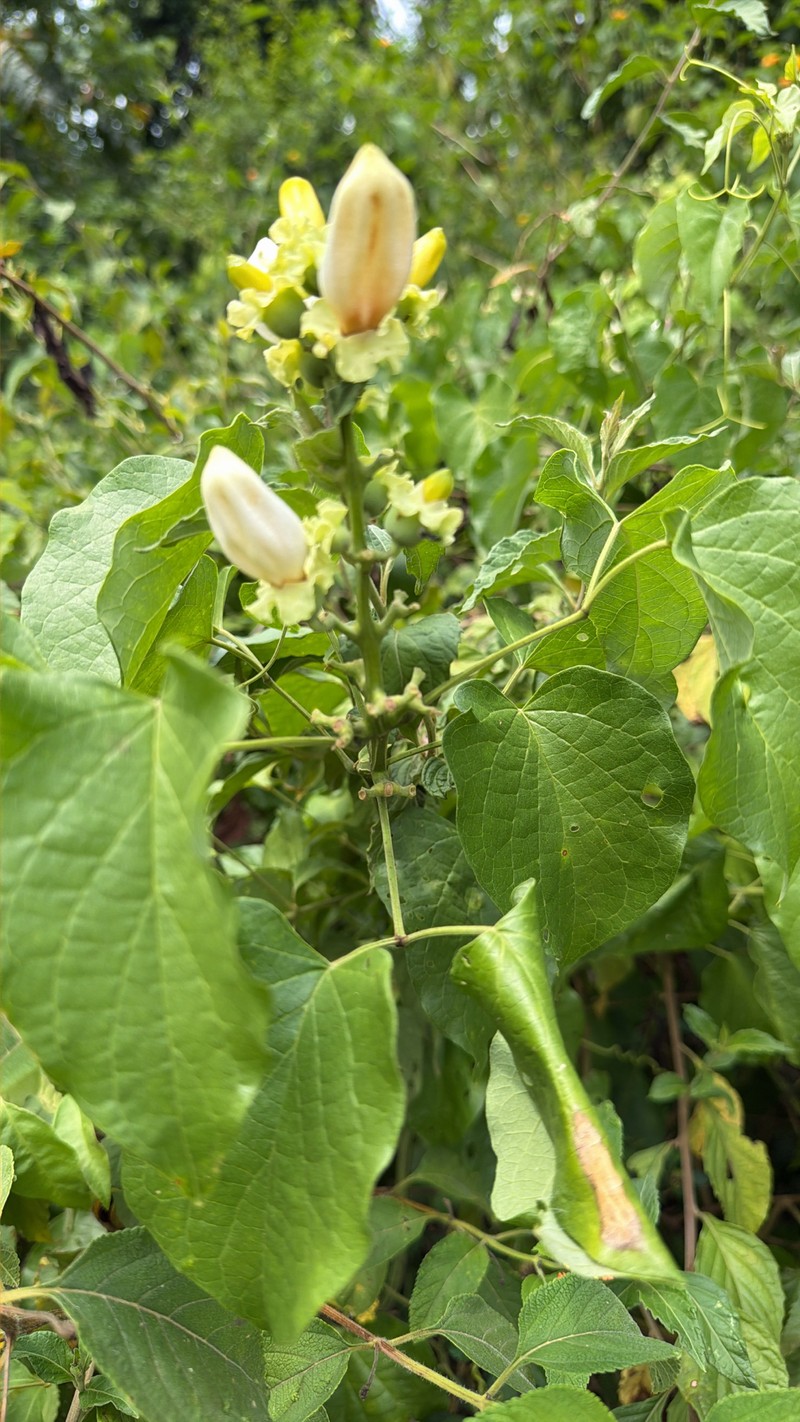 Amphilophium vauthieri photo 4