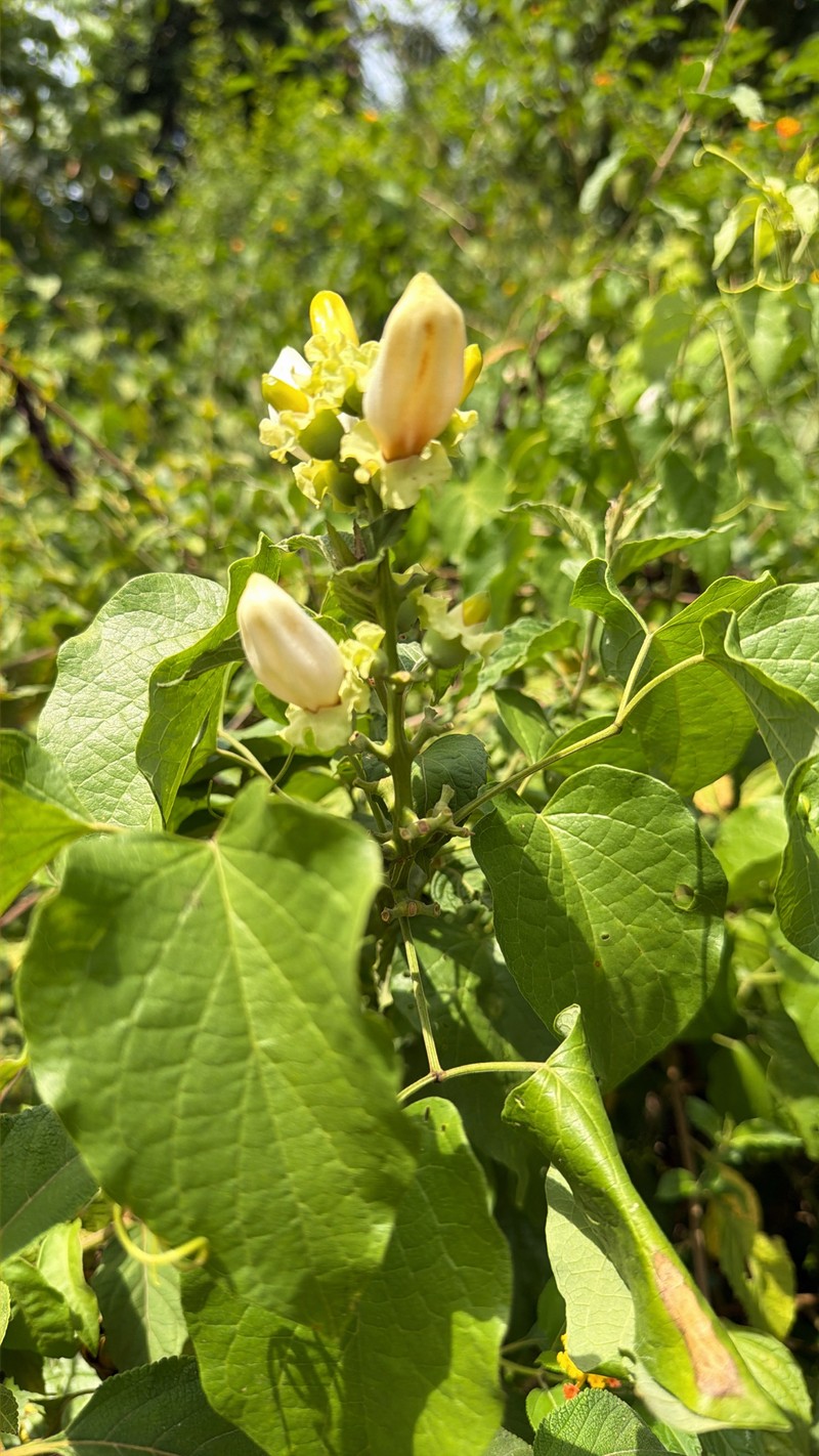 Amphilophium vauthieri photo 5