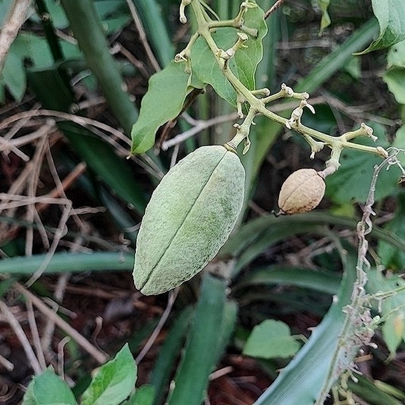 Amphilophium vauthieri photo 6