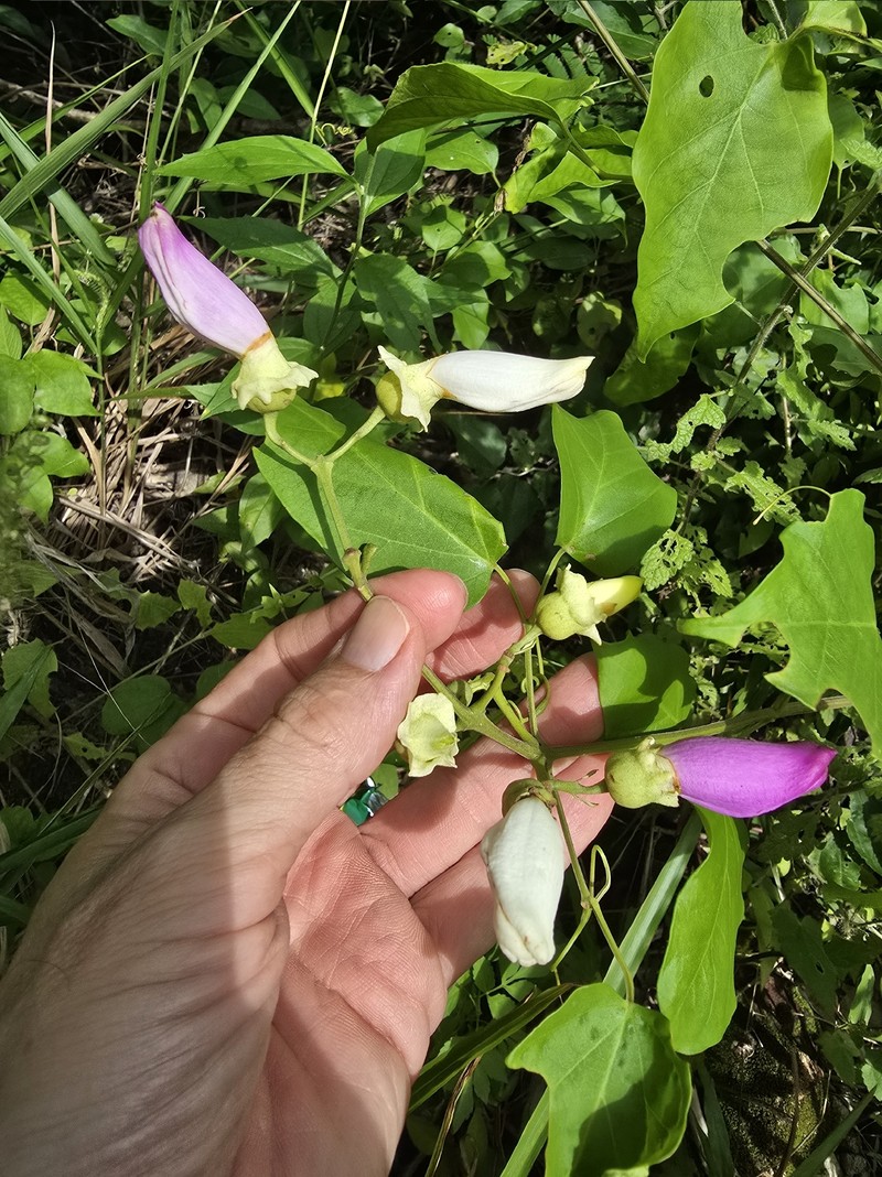 Amphilophium vauthieri photo 8