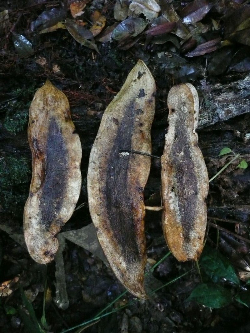 Amphimas pterocarpoides