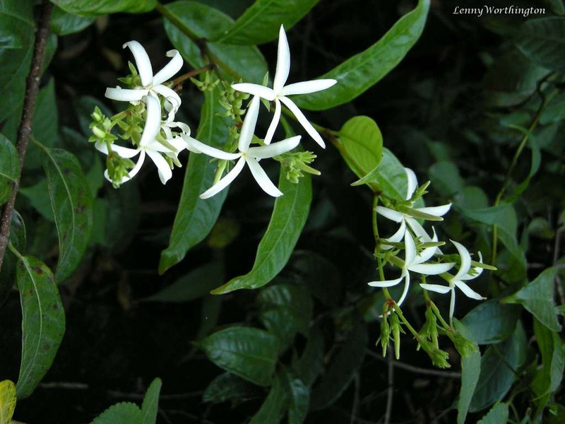 Amphineurion marginatum photo 2