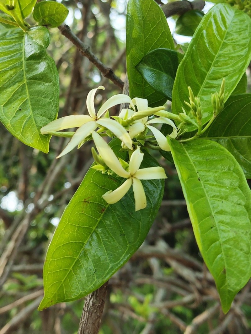 Amphineurion marginatum photo 3