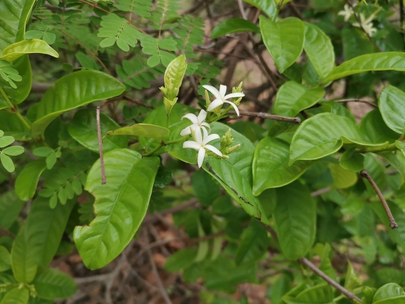 Amphineurion marginatum photo 4