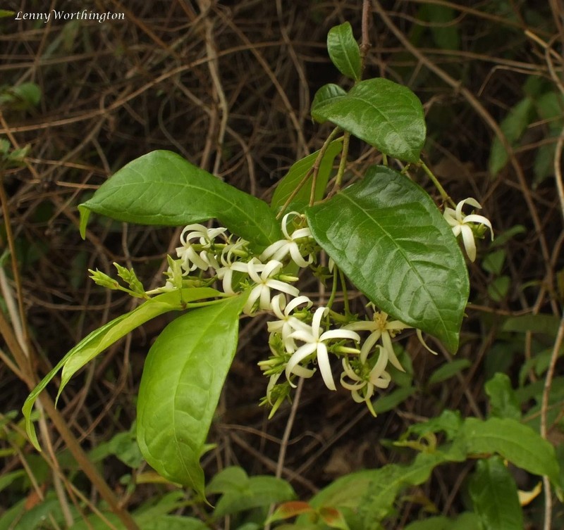 Amphineurion marginatum photo 5