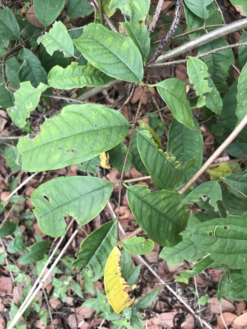 Amphineurion marginatum photo 6