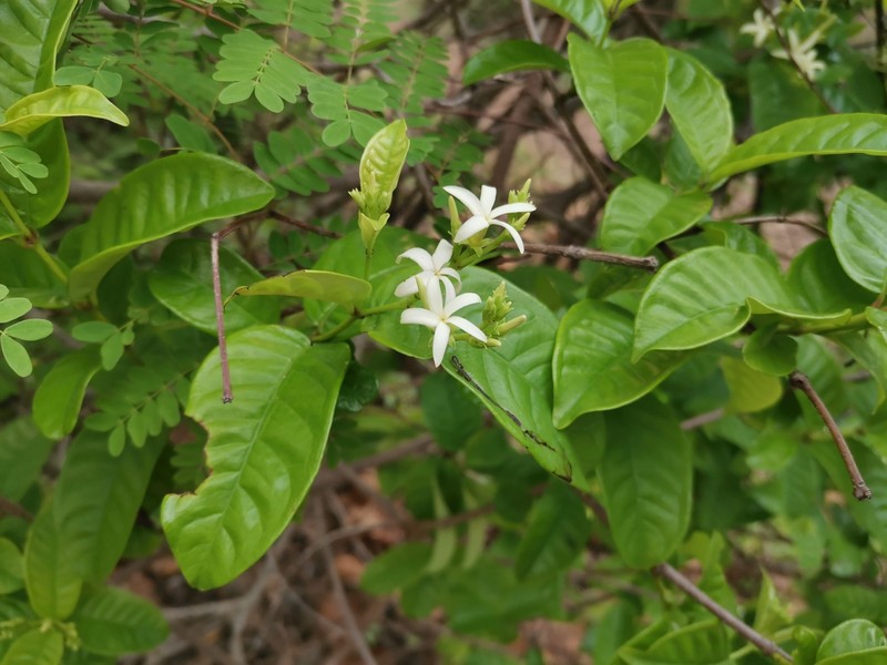 Amphineurion marginatum photo 7