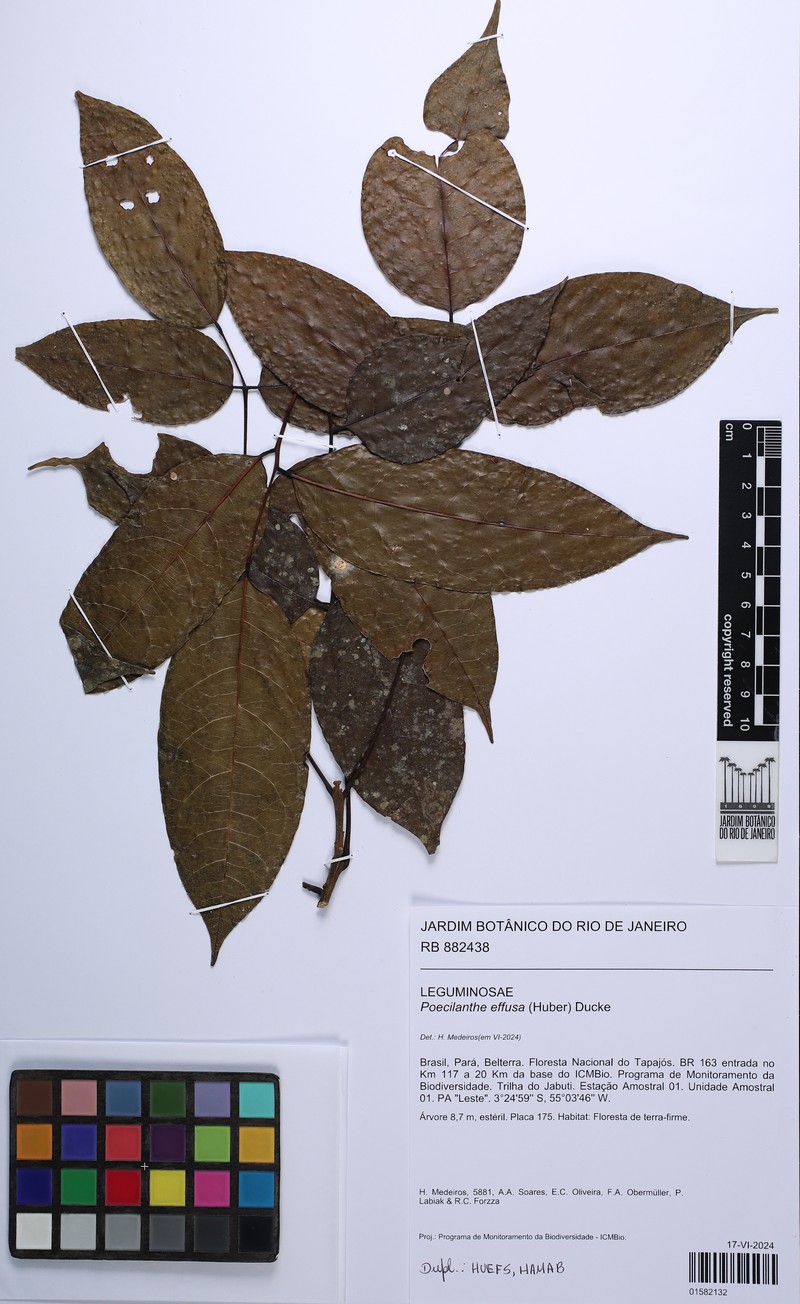 Amphiodon effusus
