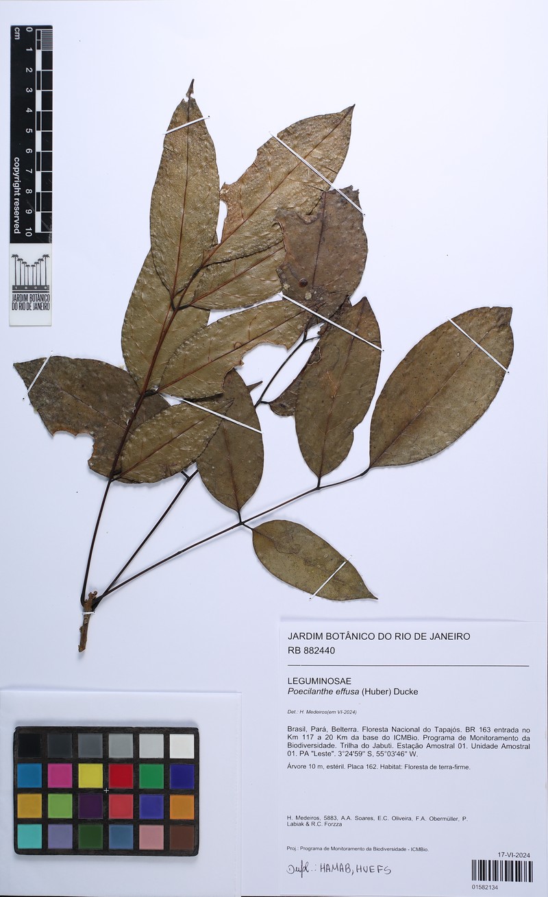 Amphiodon effusus photo 2