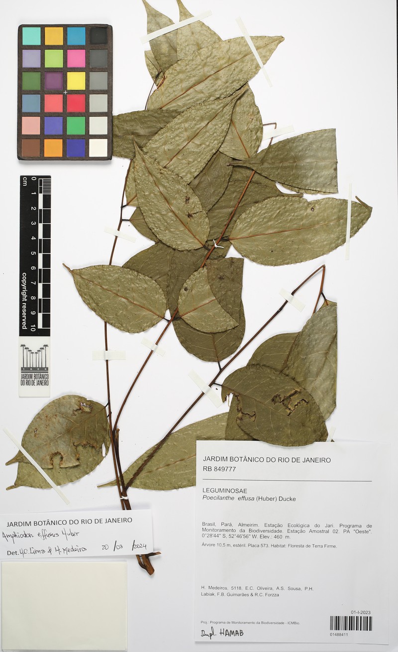 Amphiodon effusus photo 3