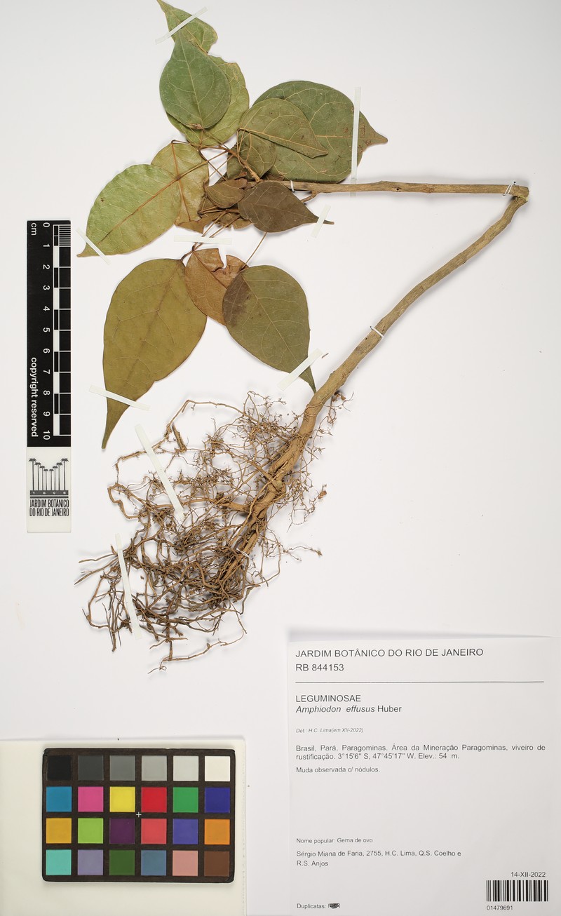 Amphiodon effusus photo 4