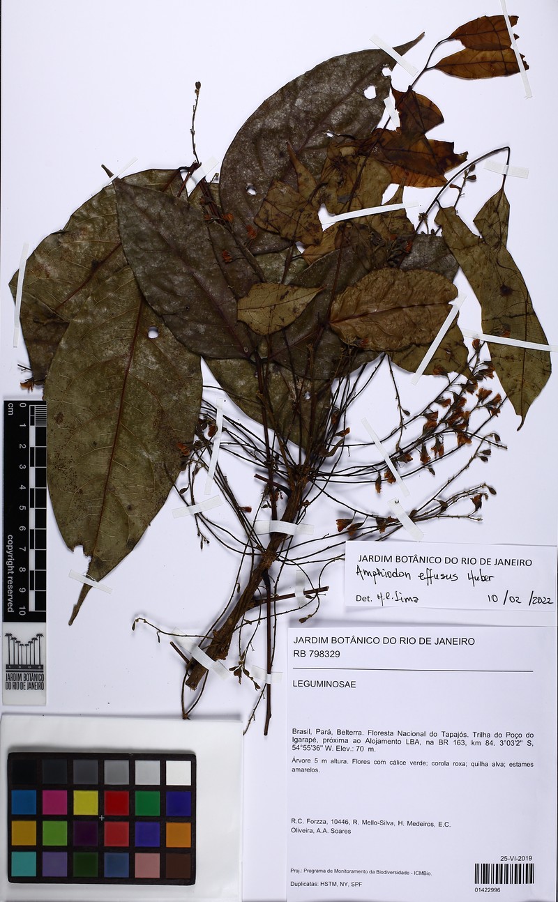 Amphiodon effusus photo 5