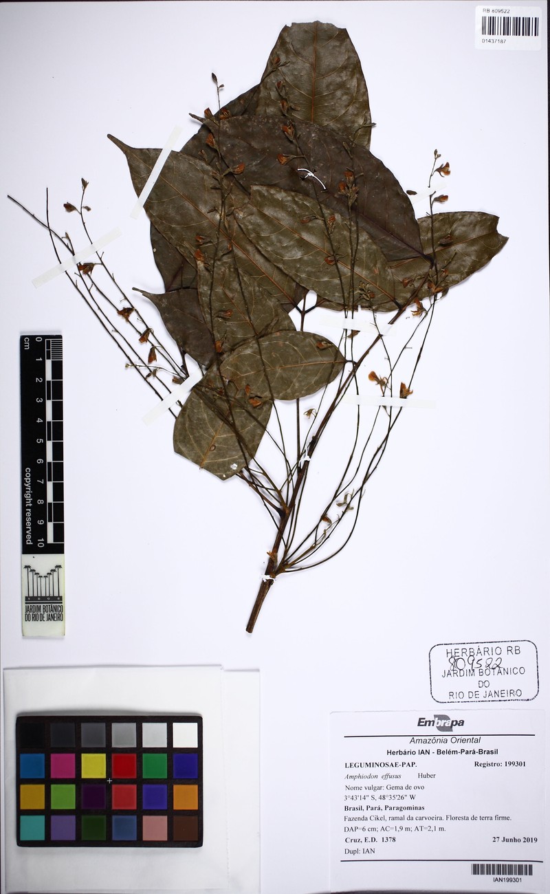 Amphiodon effusus photo 6