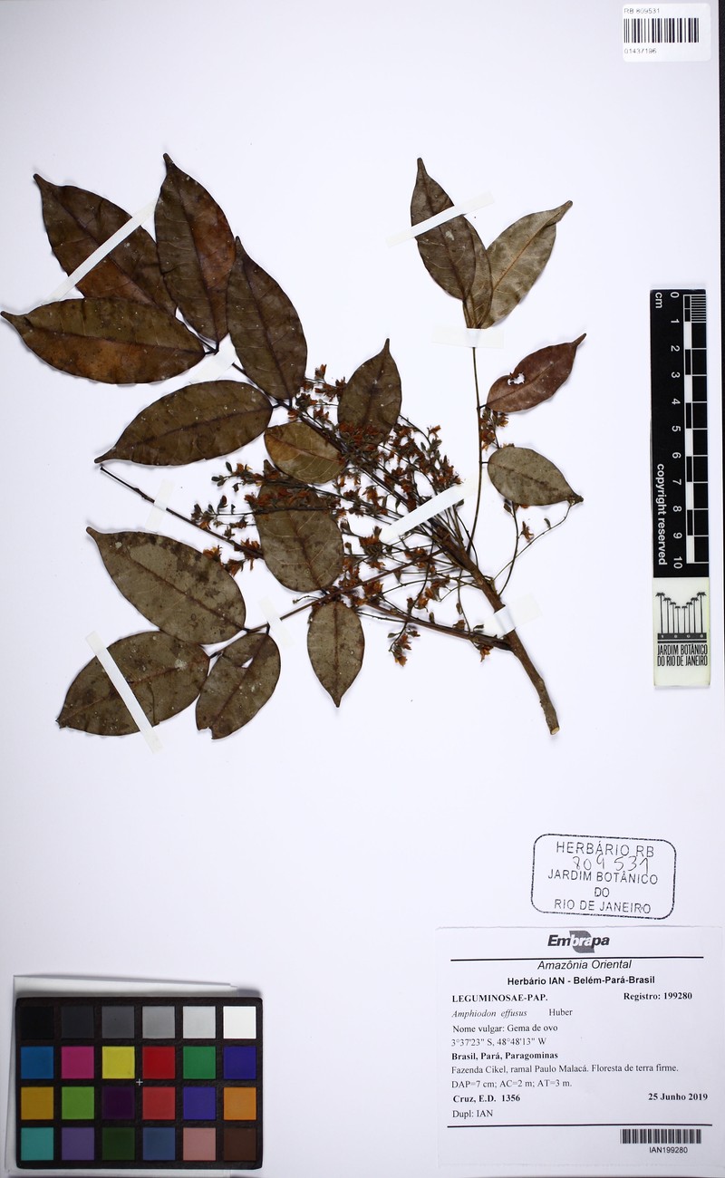 Amphiodon effusus photo 7
