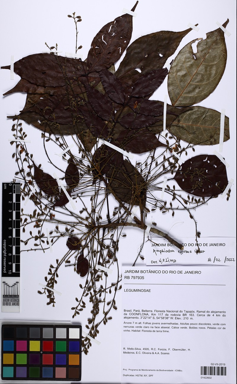Amphiodon effusus photo 8