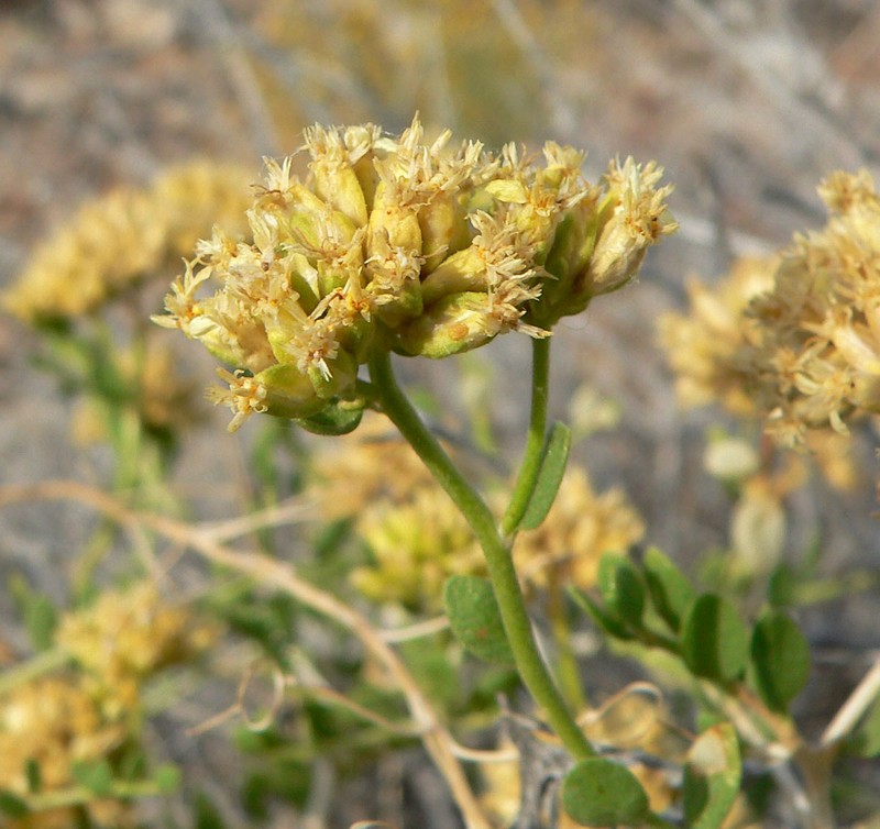 Fremont'S Chaffbush