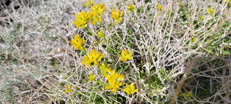 Fremont'S Chaffbush photo 3