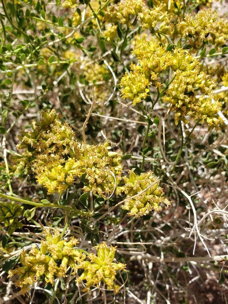 Fremont'S Chaffbush photo 5