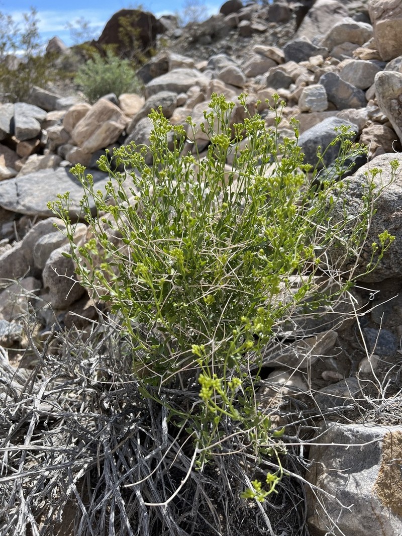 Fremont'S Chaffbush photo 7