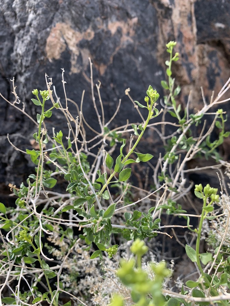 Amphipappus fremontii var. fremontii photo 3
