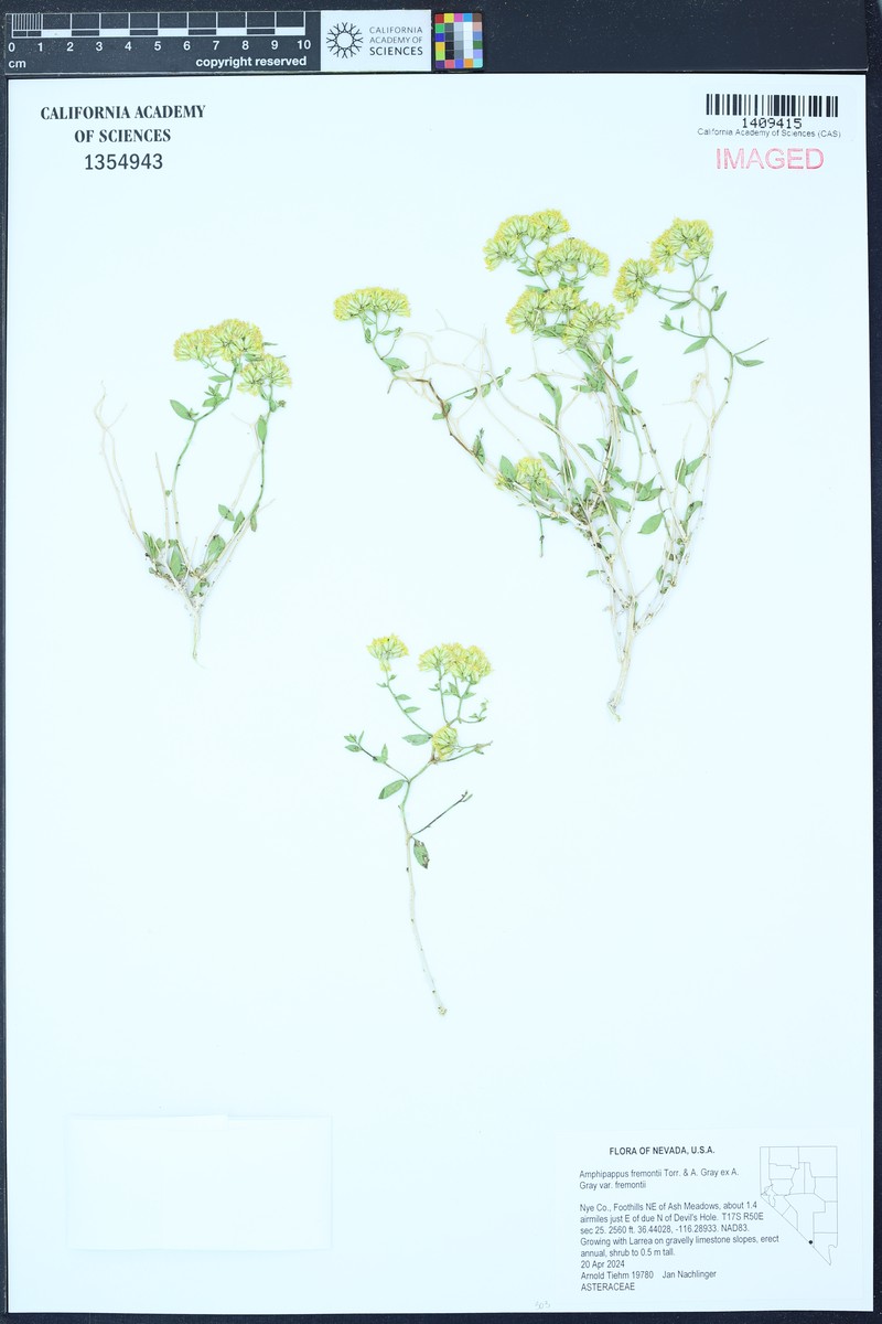 Amphipappus fremontii var. fremontii photo 4