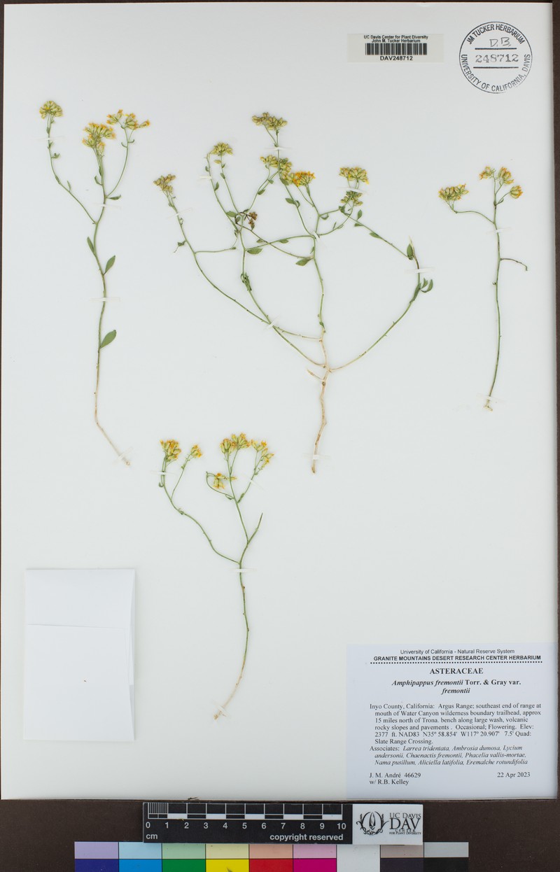 Amphipappus fremontii var. fremontii photo 6