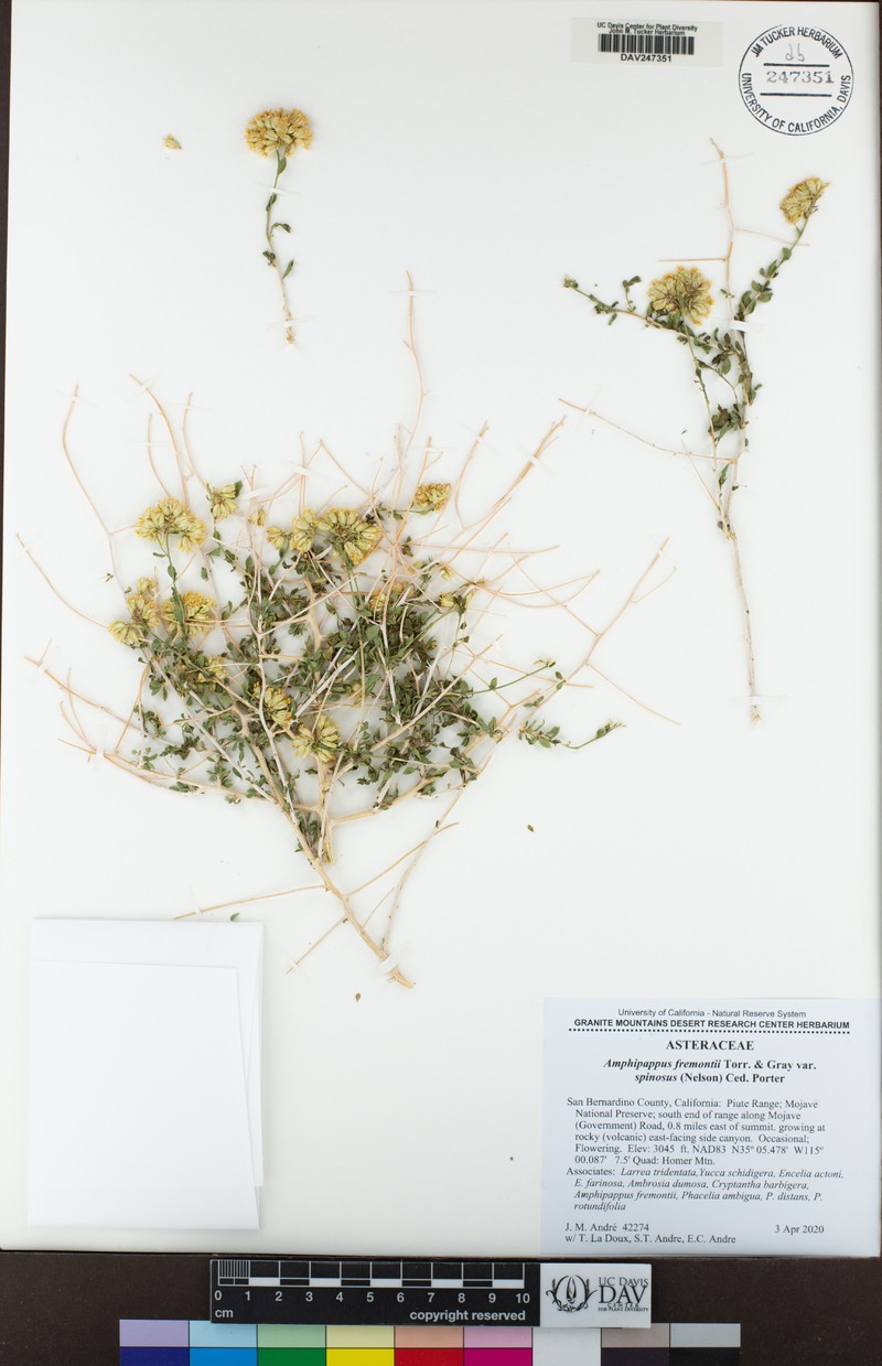 Amphipappus fremontii var. spinosus photo 5